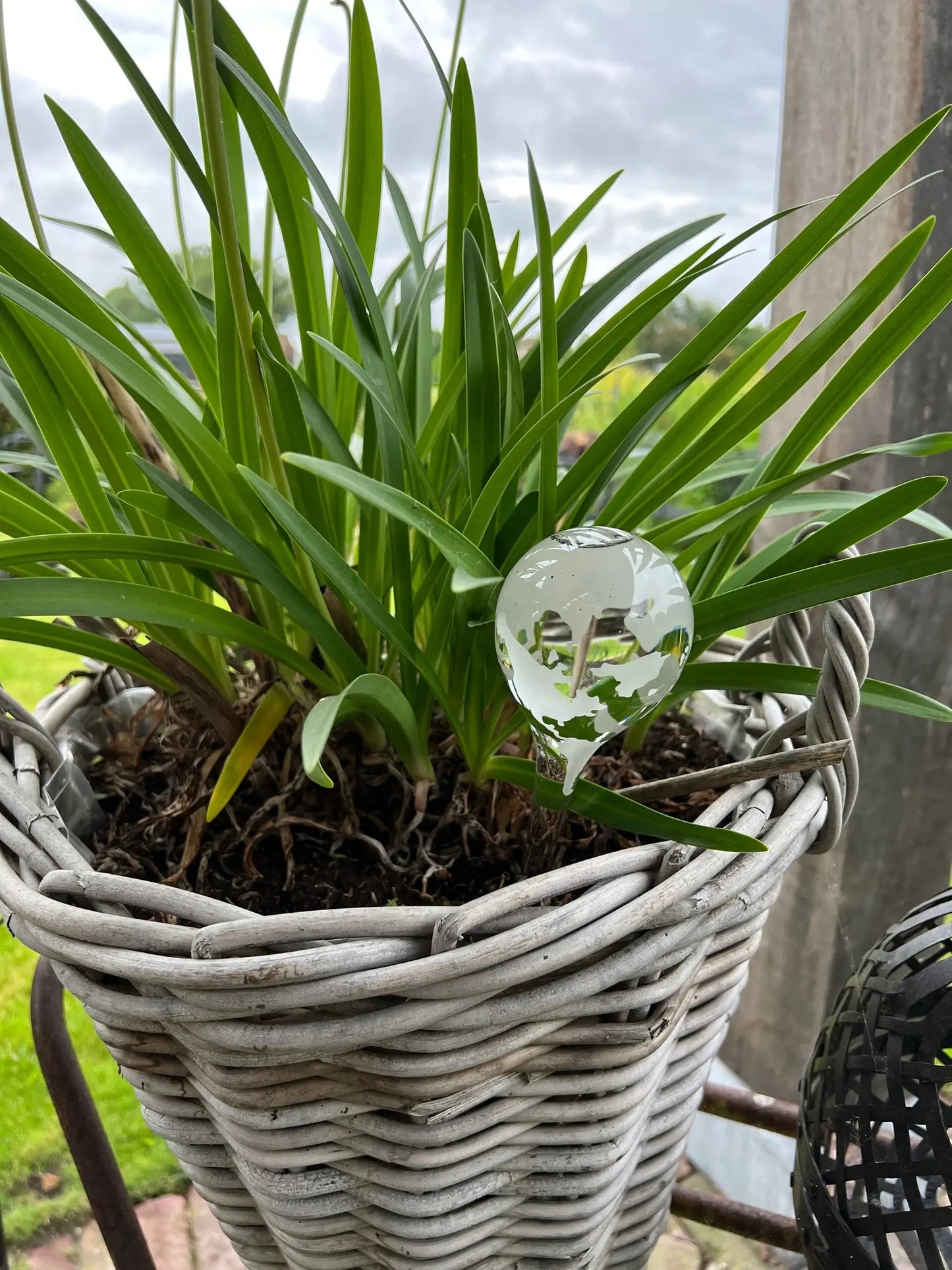 Globe watering bulb