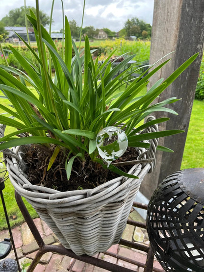 Globe watering bulb