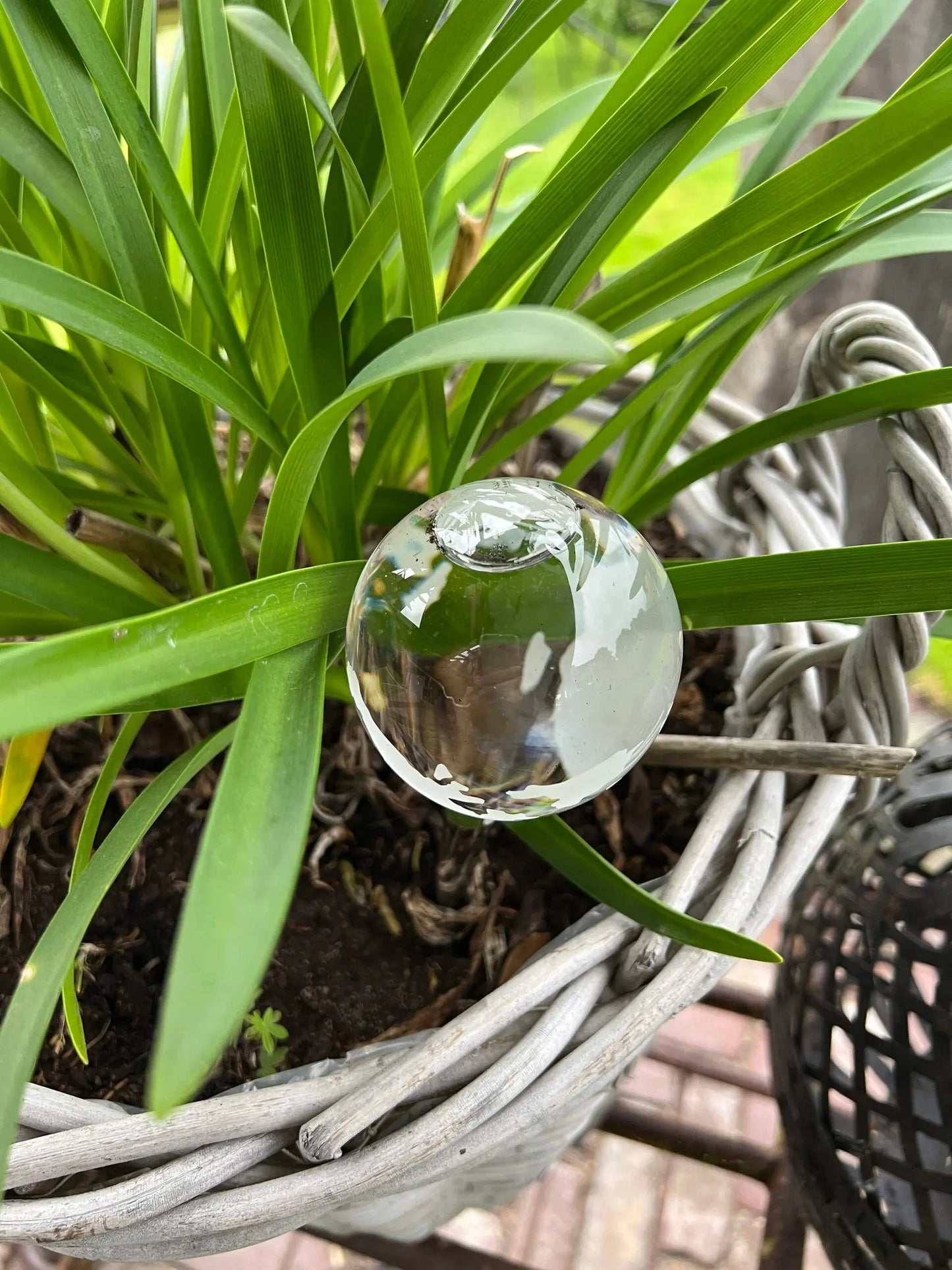 Globe watering bulb
