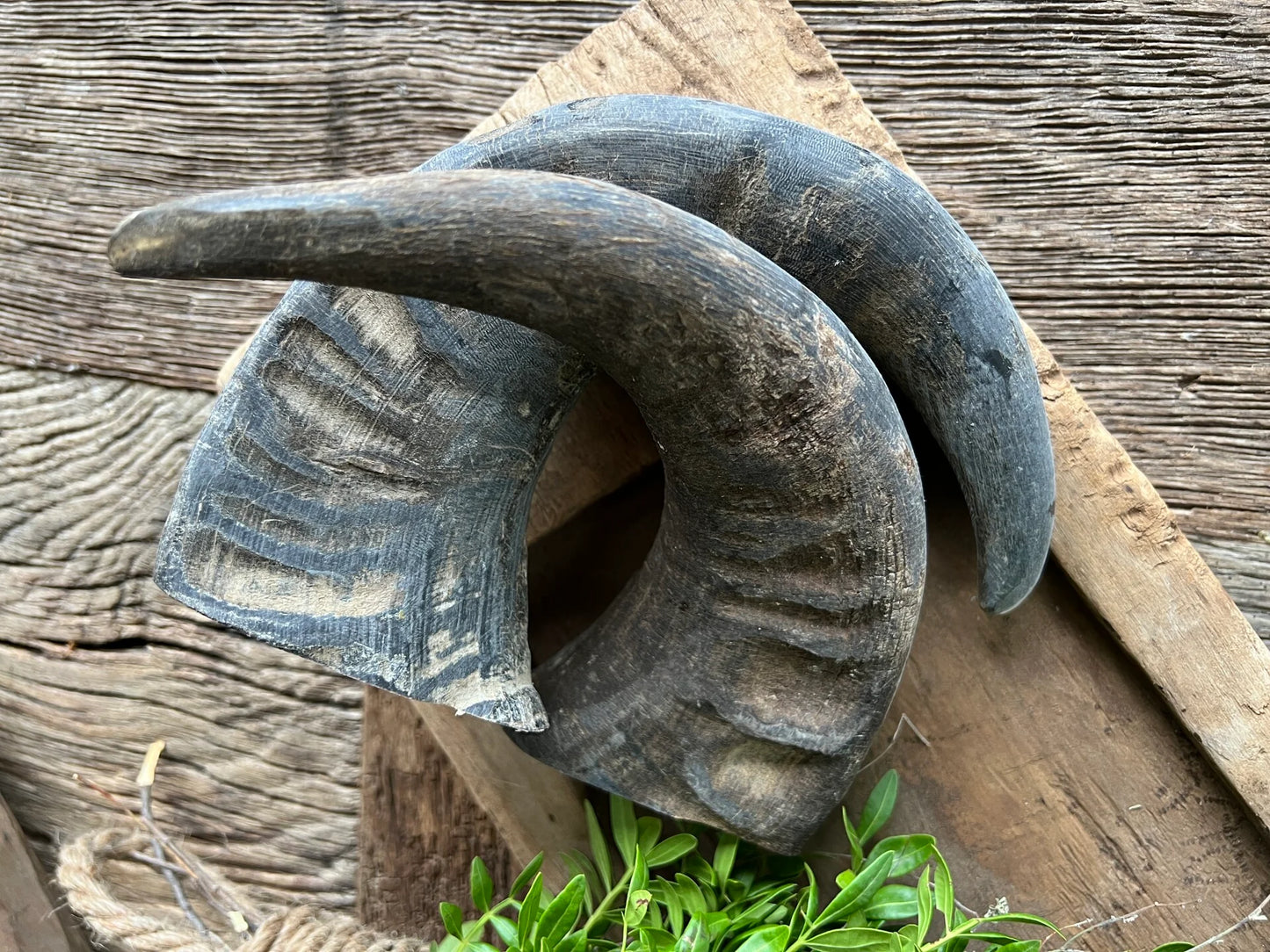 buffalo horn